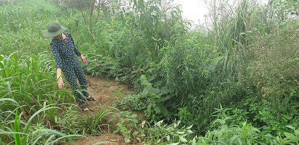 Bà Mai Thị Huế chỉ cho PV biết những ruộng ngô bị nứt toác, sụt lún đang bị hà bá cuốn trôi mỗi ngày