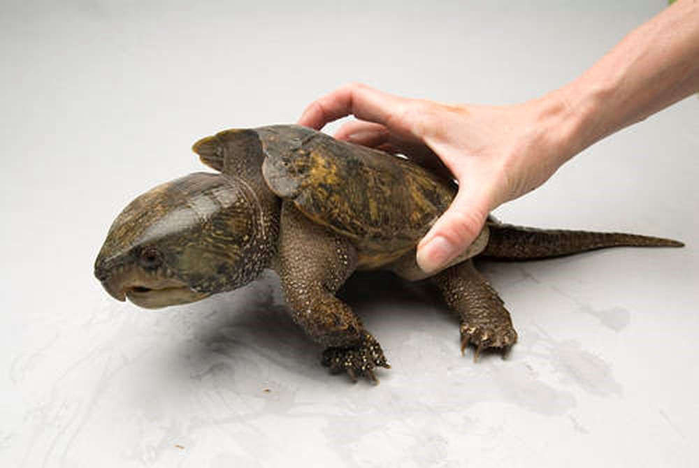 Kỳ lạ lão nông miền Tây nuôi rùa khủng quý hiếm bán cả triệu đồng mỗi rùa  con