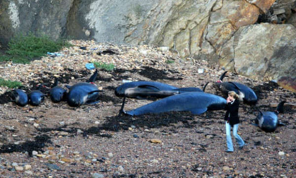 Cá voi hoa tiêu ngoài khơi bờ biển Fife, Scotland. Các nhà khoa học đã tìm thấy nồng độ cao của kim loại độc hại trong cá voi. Ảnh: Andrew Milligan / PA