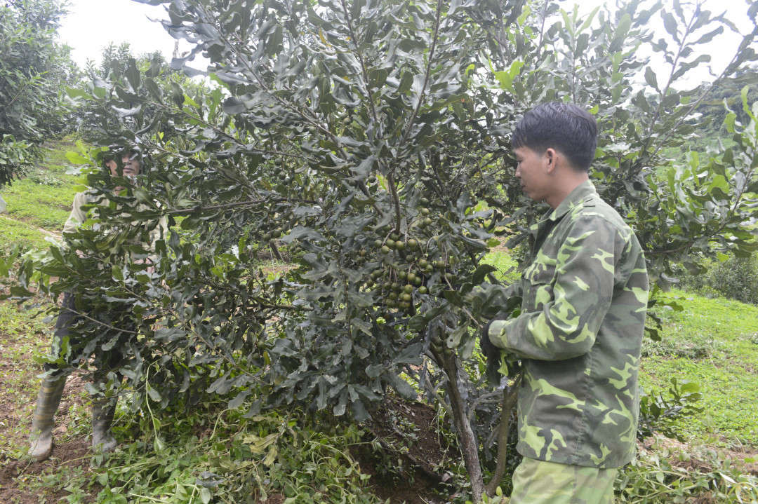 Công nhân Công ty Cổ phần Ðầu tư và Phát triển mắc ca Tây Bắc chăm sóc vườn cây mắc ca tại xã Tà Lèng, TP. Ðiện Biên Phủ.