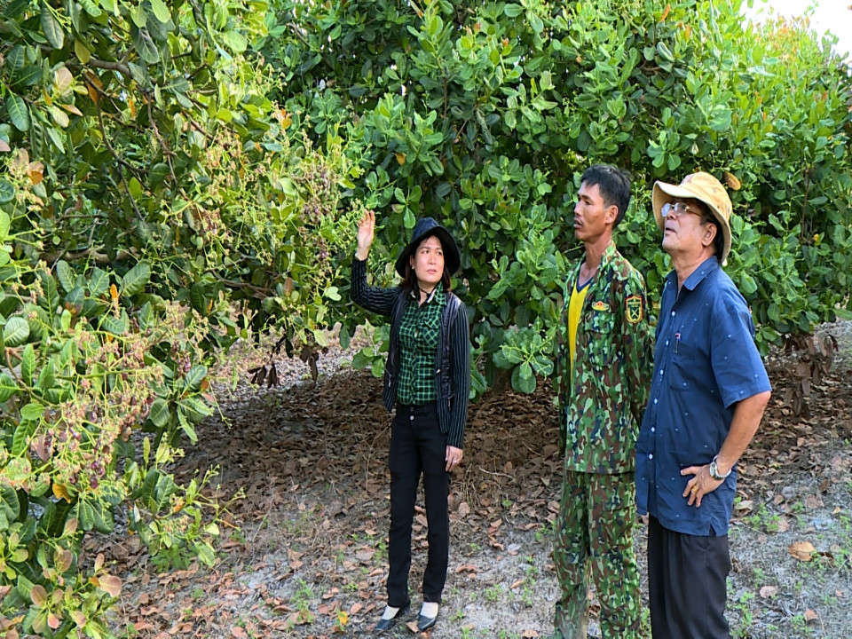 Ảnh lãnh đạo Phòng Nông nghiệp và PTNT huyện Krông Pa theo dõi tiến độ ra hoa và kết trái của cây điều