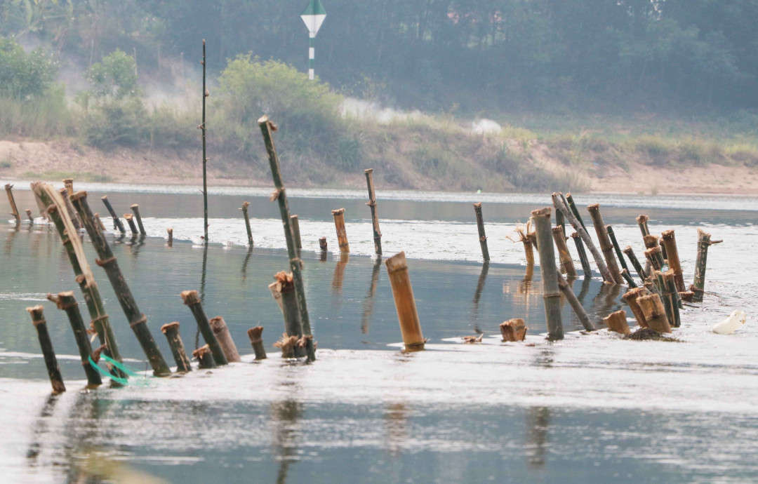 Cọc tre được người dân đóng trên sông Bồ để chống nạn khai thác cát sỏi trái phép