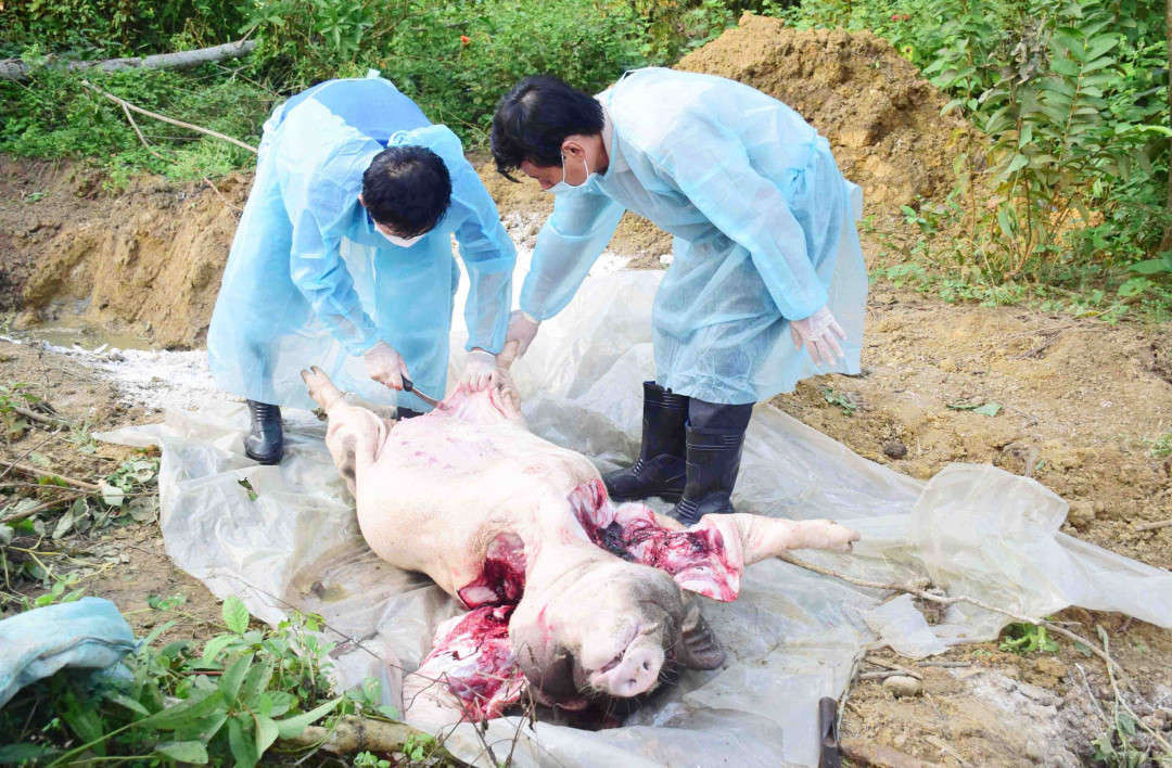 Tiêu hủy lợn bị dịch tả châu Phi tại Thừa Thiên Huế