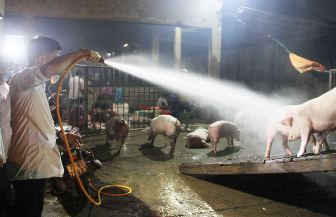 Thừa Thiên Huế lại xuất hiện dịch tả lợn, mọi công tác phòng ngừa đang được gấp rút triển khai