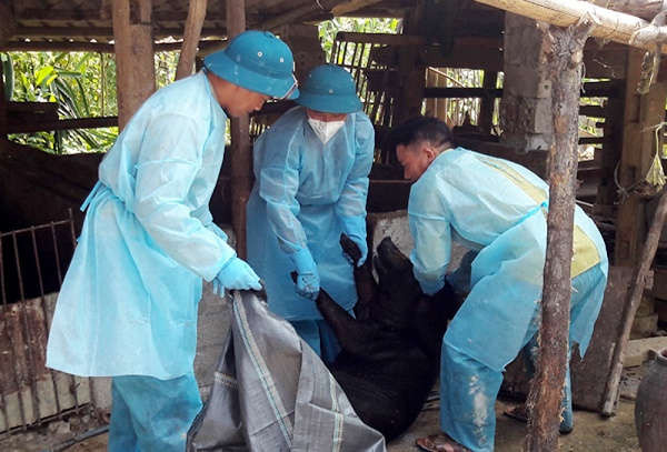 Cơ quan chức năng tỉnh Lào Cai tiến hành khoanh vùng có dịch và nhanh chóng mang số lợn nhiễm dịch đi tiêu hủy