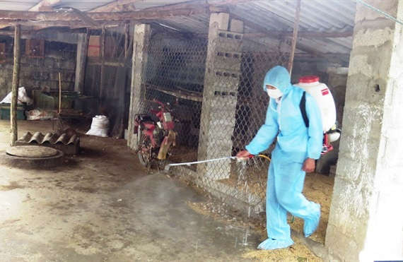 Tiến hành phun hóa chất khử trùng tiêu độc ở những nơi có lợn mắc dịch