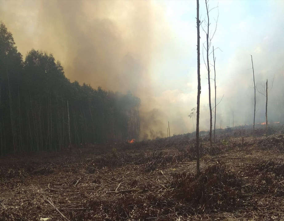 cháy rừng ở Phong Xuân