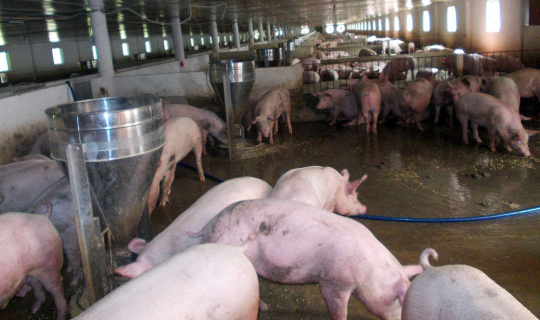UBND tỉnh Quảng Nam triển khai quyết liệt các biện pháp phòng, chống bệnh dịch tả lợn châu Phi
