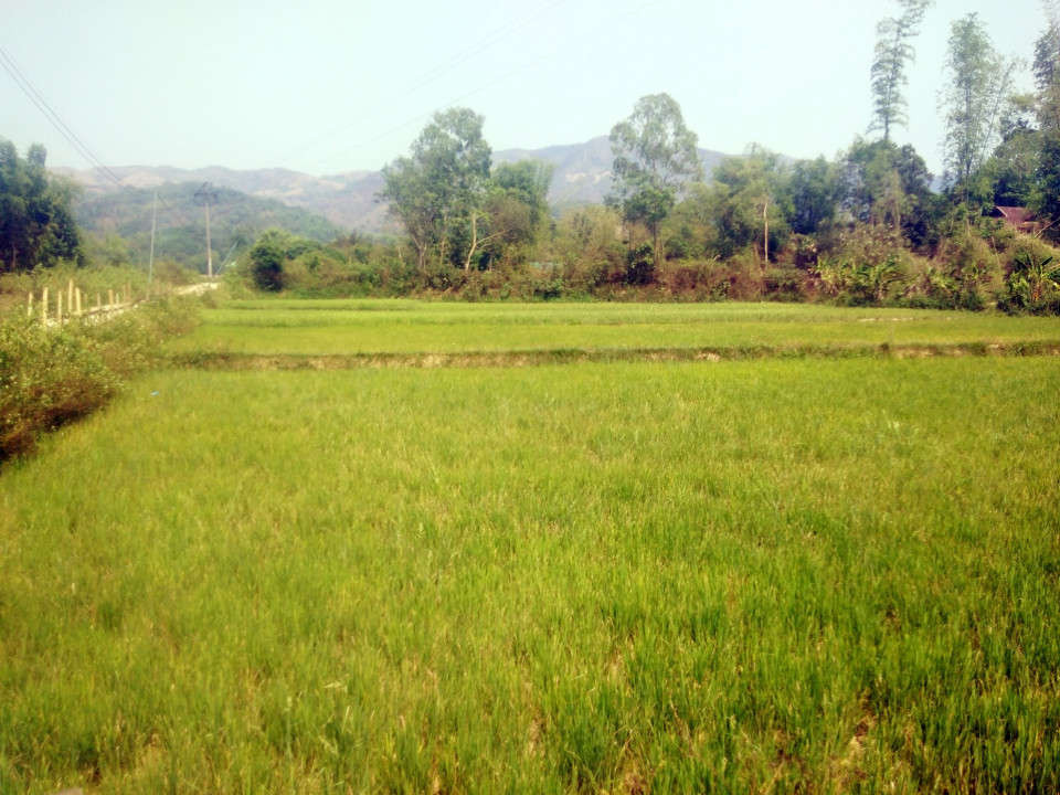 Nhiều diện tích lúa nước không phát triển được do nắng nóng, khô hạn kéo dài.