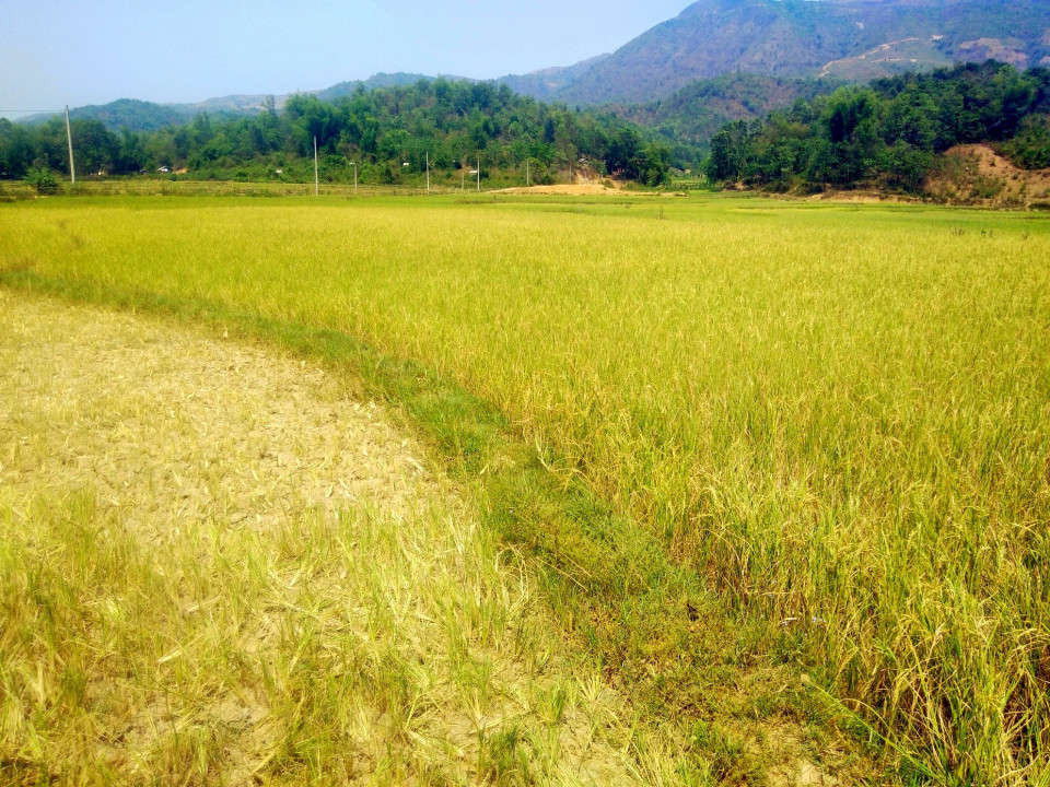 Diện tích lúa tại xã Thanh An, huyện Điện Biên kém phát triển, năng suất thấp.