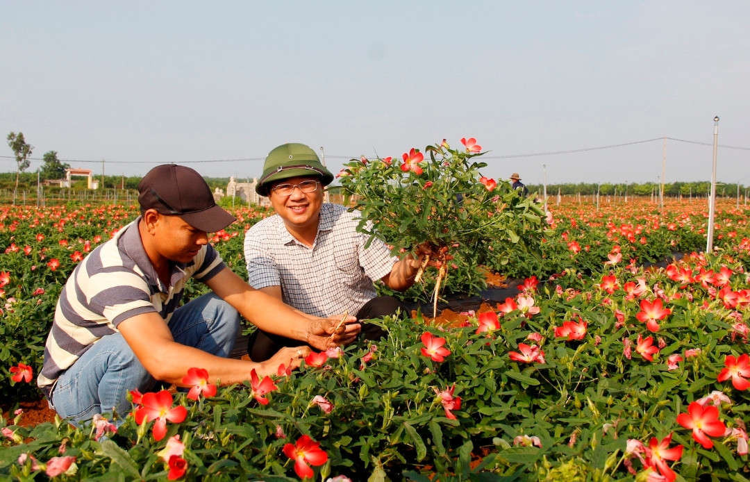 Thừa Thiên Huế Tín hiệu vui từ trồng sâm Bố Chính ở Quảng Nhâm  Báo Dân  tộc và Phát triển