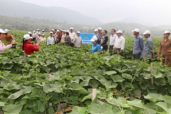 Bón phân Lâm Thao giúp cây su su tăng năng suất 20%