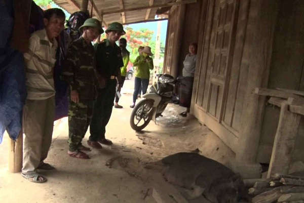 Kiểm tra lợn ốm chết do dịch tả lợn Châu Phi tại xã Mường Típ, huyện Kỳ Sơn