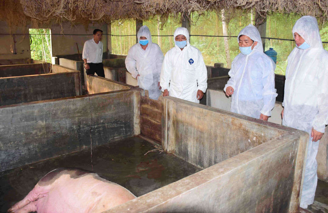 Lãnh đạo Thừa Thiên Huế kiểm tra các cơ sở chăn nuôi lợn