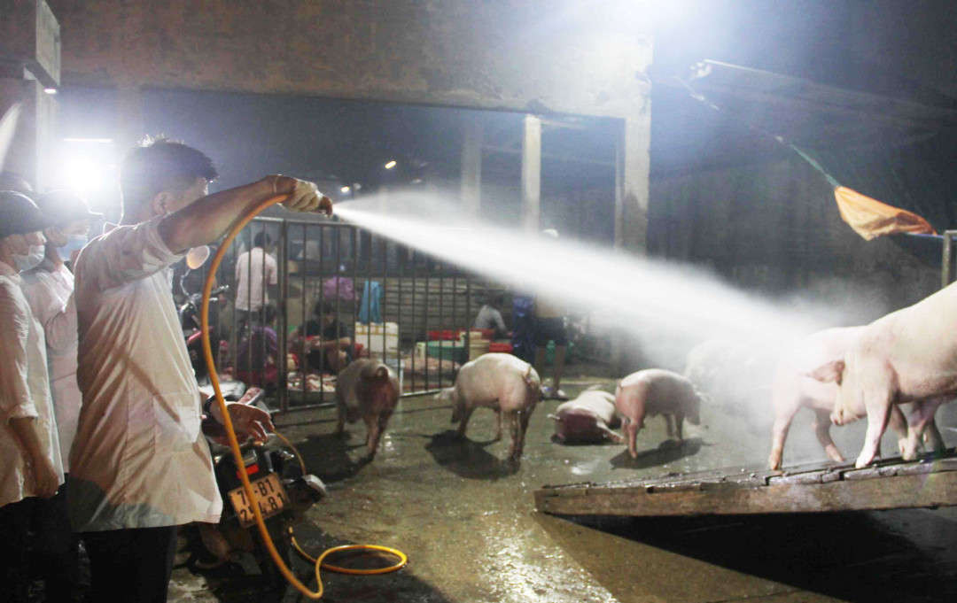 Công tác phòng chống dịch tả lợn châu Phi đang được các cấp, ngành ở Thừa Thiên Huế cấp bách triển khai...