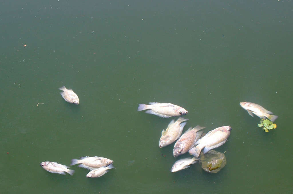 Cá rô phi trong hồ điều hòa Nguyễn Du chết nổi bốc mùi thối
