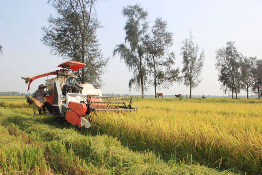 Ngành nông nghiệp tại Quảng Trị đang gặp khó do khô hạn
