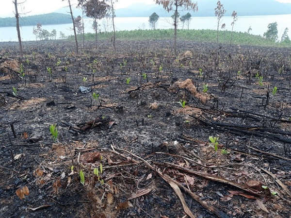 Rừng phòng hộ tại huyện Quỳnh Lưu bị xâm hại nghiêm trọng để trồng keo, dứa