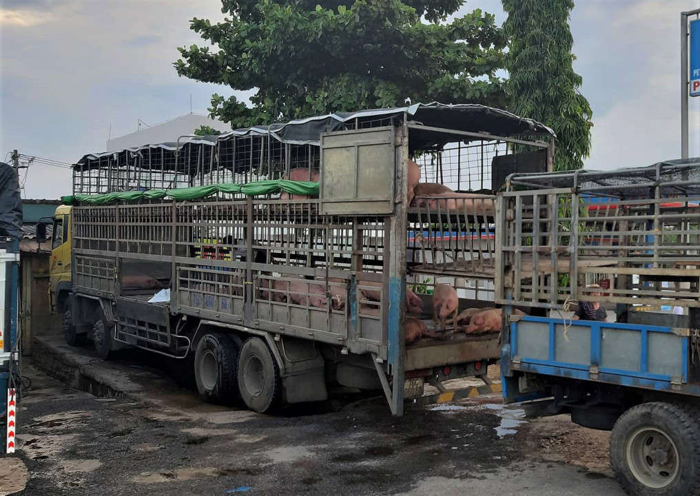 Chiếc xe chở heo bị nhiễm bệnh dịch tả lợn Châu Phi