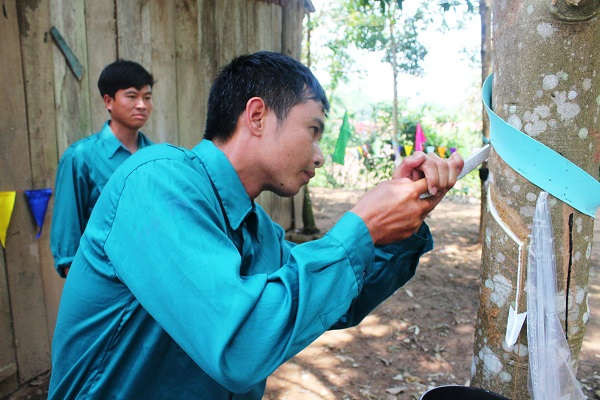 Công nhân C.ty CP Cao su Mường Nhé, tỉnh Điện Biên cạo mủ cao su