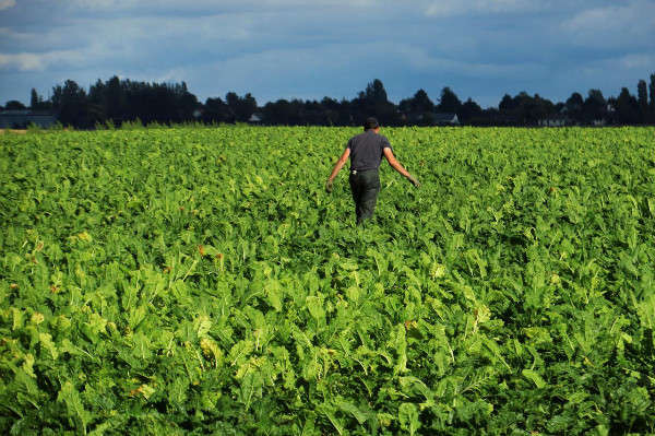 Người nông dân Pháp đi bộ trên cánh đồng củ cải đường của ông ở Epinoy, Pháp vào ngày 13/8/2018. Ảnh: Reuters / Pascal Rossignol