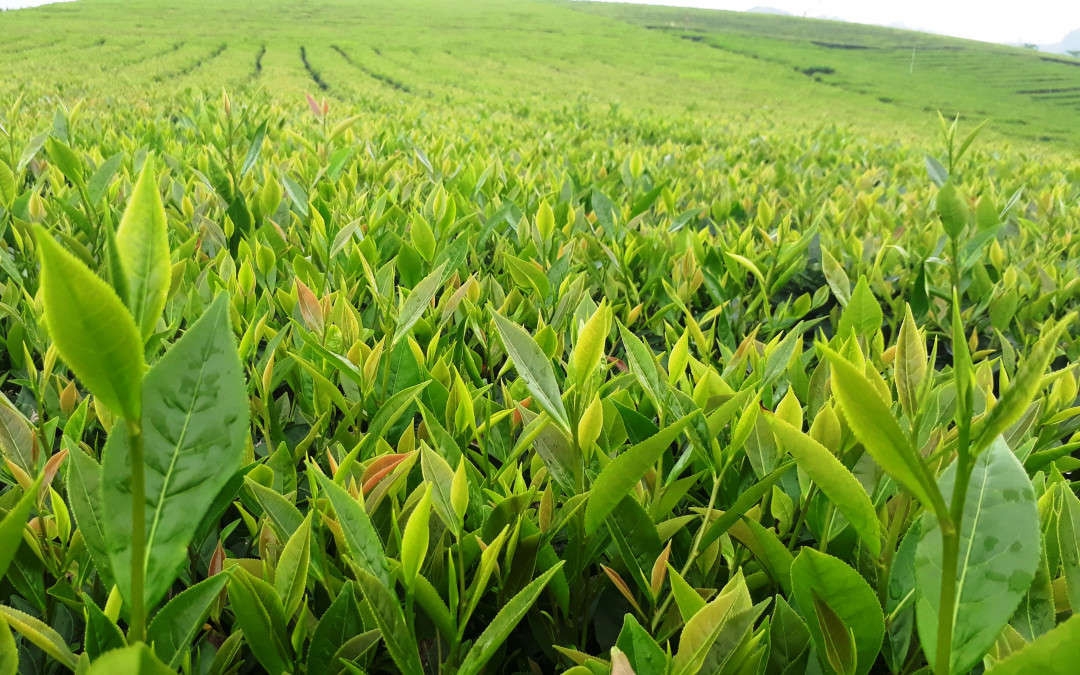Huyện Văn Chấn đang tập trung trồng cải tạo thay thế các giống chè cũ bằng giống chè lai LDP có năng suất chất lượng cao