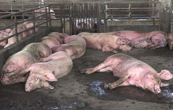 Hà Nội: Cấp, bổ sung hóa chất phòng chống dịch tả lợn châu Phi