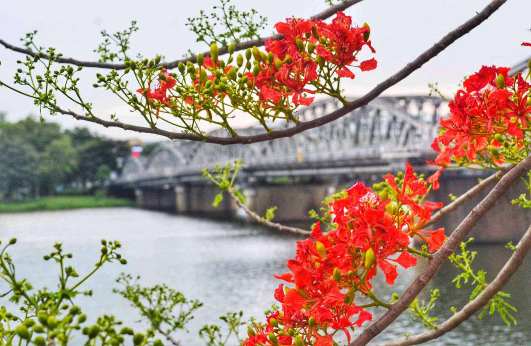 Nếu có giải thưởng về sự nổi tiếng của cây phượng ở Huế, ắt hẳn cây phượng ở cạnh cây cầu Trường Tiền lịch sử sẽ giành giải Nhất về sự nổi tiếng. Cây phượng này luôn gắn bó với hình ảnh cây cầu nổi tiếng nhất xứ sở thần kinh