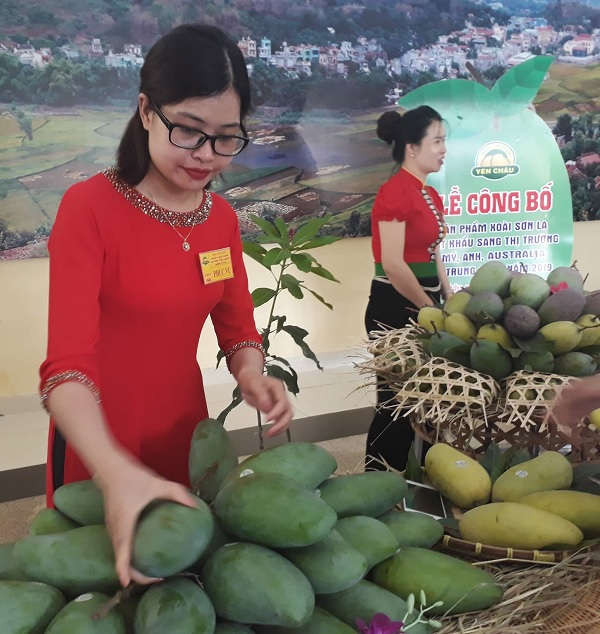 Tính từ đầu vụ tiêu thụ đến hết tháng 05/2019, toàn tỉnh Sơn La đã tiêu thụ hơn 15.000 tấn xoài tươi