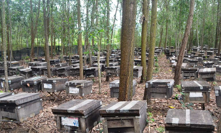 Theo anh Công, phát triển nghề nuôi ong, ý thức bảo vệ rừng sẽ nâng lên rõ rệt, ý thức bảo vệ cảnh quan môi trường sẽ được chú trọng, lại phòng chống được tình trạng chặt phá, đốt rừng bừa bãi