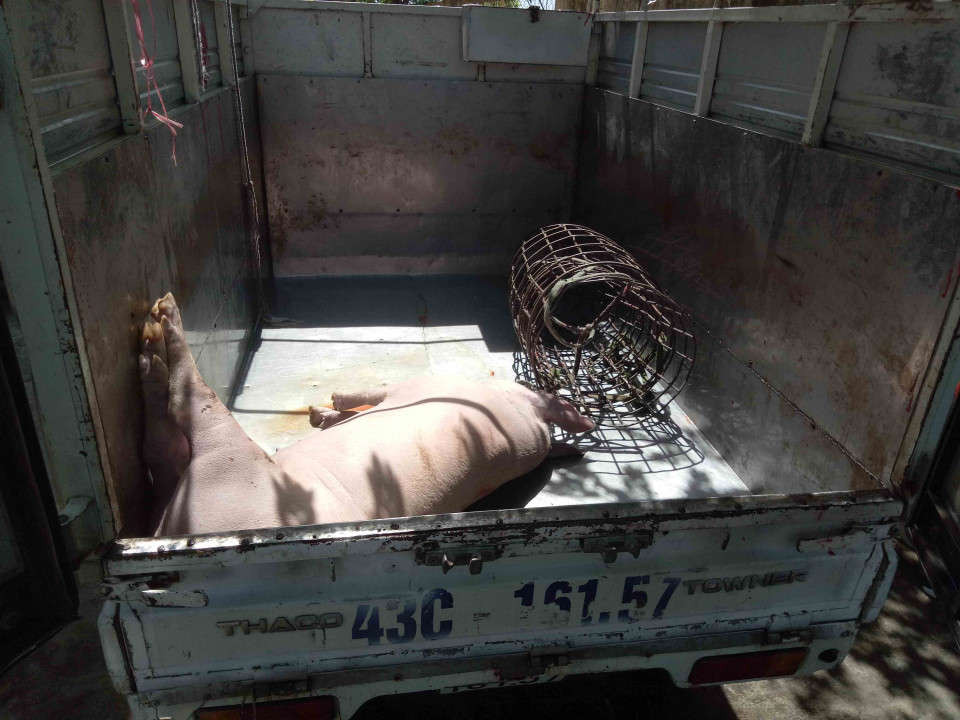 TP. Đà Nẵng vừa công bố dịch tả lợn châu Phi trên toàn địa bàn nên hành vi mang lợn chết từ tỉnh khác vào thành phố của tài xế là vi phạm