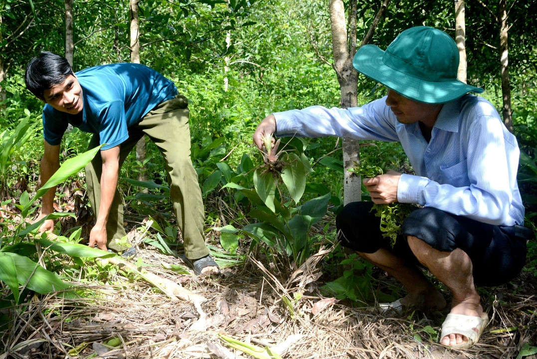 Ảnh người dân xã Kon Pne đào cây sâm đá để giao cho khách hàng