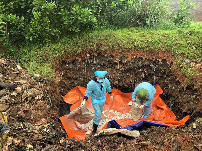 Lực lượng chức năng huyện Hải Hà, tỉnh Quảng Ninh tiêu hủy lợn bệnh