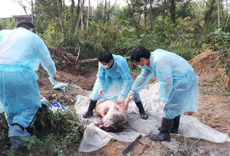 Dịch tả lợn châu Phi đang lây lan rộng tại Thừa Thiên Huế khi 8/9 huyện đã mắc dịch