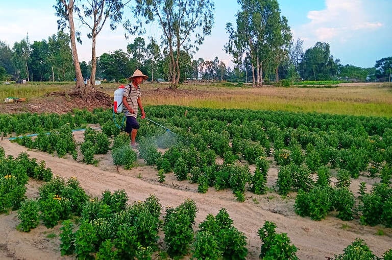 Nhiều khu đất dự án Khu dân cư 2A, giai đoạn 2, Điện Ngọc, người dân còn đang canh tác hoa màu, nhưng đã rao bán đất nền