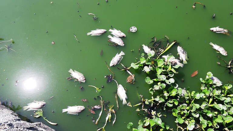 Ông Mai Mã, Giám đốc Công ty Thoát nước và xử lý nước thải Đà Nẵng thừa nhận tình trạng cá chết tại hồ Thạc Gián kéo dài từ ngày hôm qua