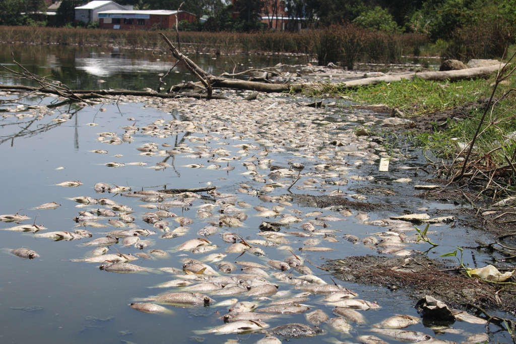 Hàng nghìn con cá trong hồ Đồng Làng, thôn Vĩnh An, xã Bình Thạnh, huyện Bình Sơn (tỉnh Quảng Ngãi) bỗng dưng chết hàng loạt, nổi bồng bềnh trắng cả hồ, bốc mùi hôi thối nồng nặc, ảnh hưởng đến cuộc sống của nhiều hộ dân sống xung quanh đó