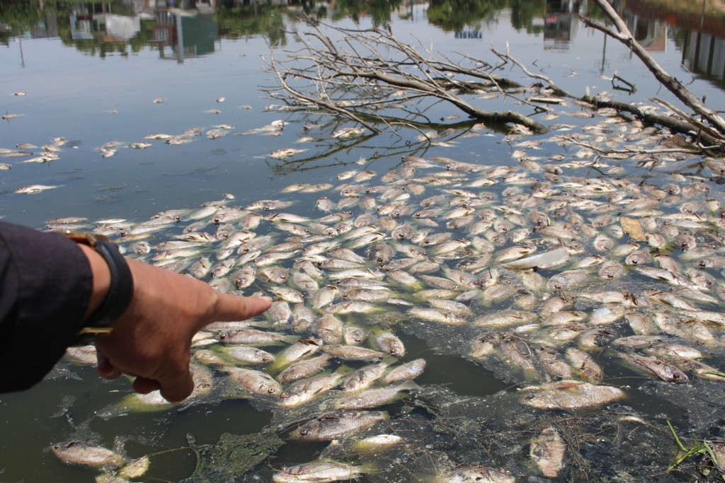 Trên mặt hồ là hàng nghìn con cá chêt nổi trắng cả bờ hồ, nhiều con cá chết lâu ngày đã phân hủy, ruồi, dòi bâu kín, bốc mùi hôi thối nồng nặc, tạo nên một cảnh quan nhếch nhác, ảnh hưởng trực tiếp đến cuộc sống của người dân nơi đây