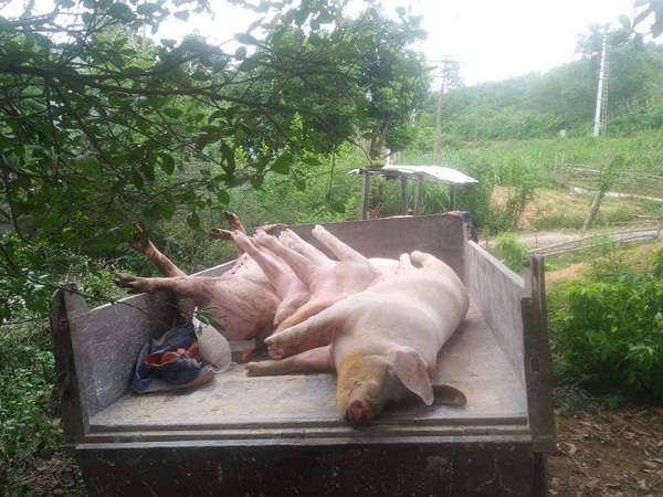 Ổ dịch tả lợn châu Phi xuất hiện tại Quảng Bình