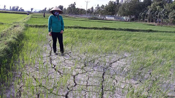 Nhiều diện tích lúa tại xã Hưng Thông (huyệ Hưng Nguyên) thiếu nước trầm trọng, ruộng khô, nứt nẻ