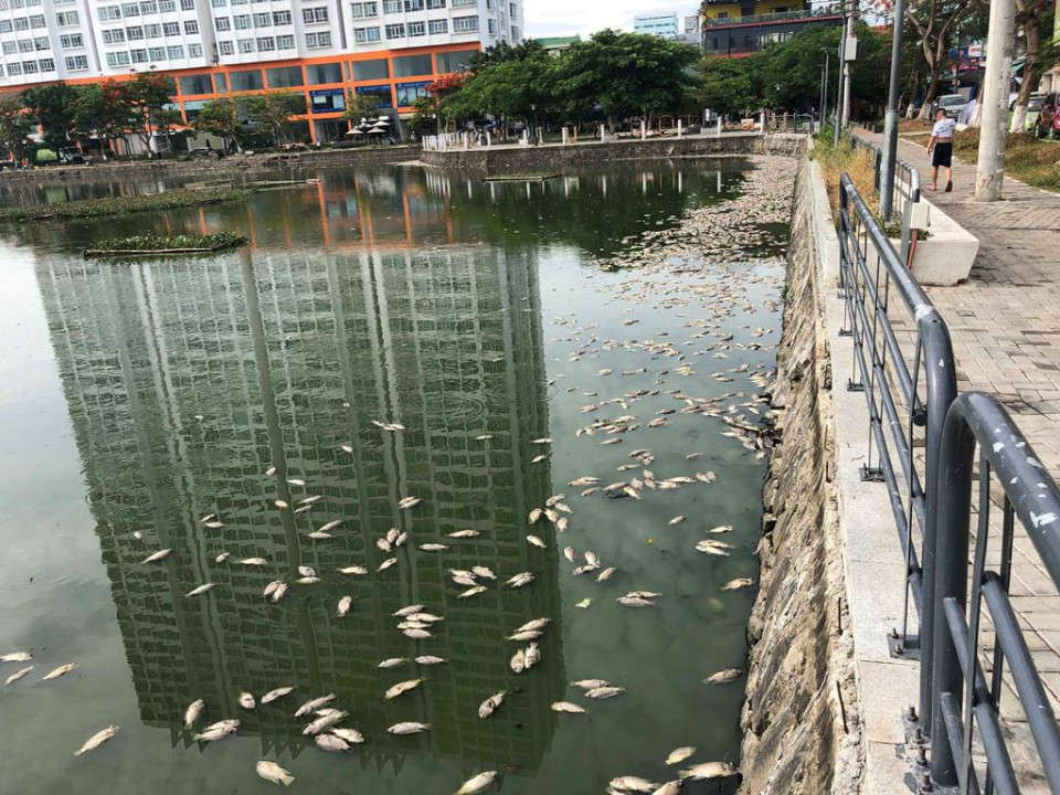 Cá chết trắng tại hồ Thạc Gián gây ô nhiễm nghiêm trọng