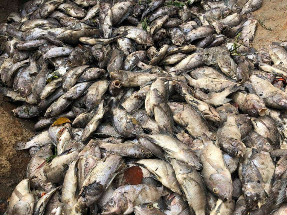 Lượng cá chết vẫn tiếp tục gia tăng