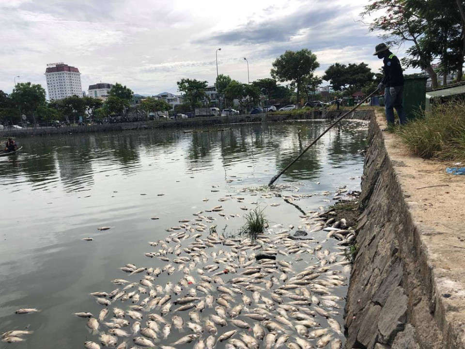 Các công nhân môi trường tiếp tục được cử đến để thu gom cá chết nhằm tránh gây ô nhiễm