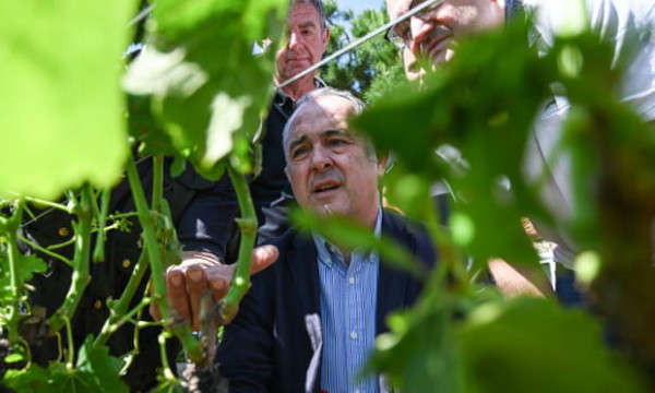 Bộ trưởng nông nghiệp Pháp, Didier Guillaume thăm vườn nho ở La Roche-de-Glun bị ảnh hưởng nặng nề do mưa đá tấn công khu vực Drôme. Ảnh: Philippe Desmazes / AFP / Getty Images