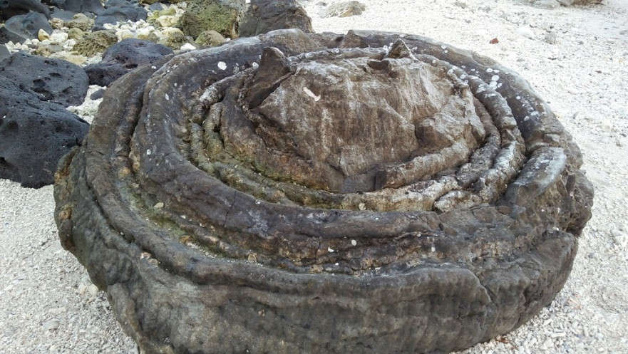 San hô hóa thạch hình cối xay đặc sắc tại đảo Lý Sơn được các nhà nghiên cứu đánh giá là hiếm gặp