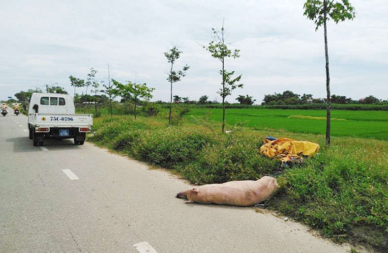 Lợn chết vứt bên vệ đường giữa lúc “bão” dịch tả lợn châu Phi đang phức tạp tại Thừa Thiên Huế