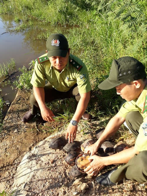 Các cá thể rùa được tái thả vào môi trường tự nhiên ở khu vực đầu nguồn hồ Đồng Nghệ