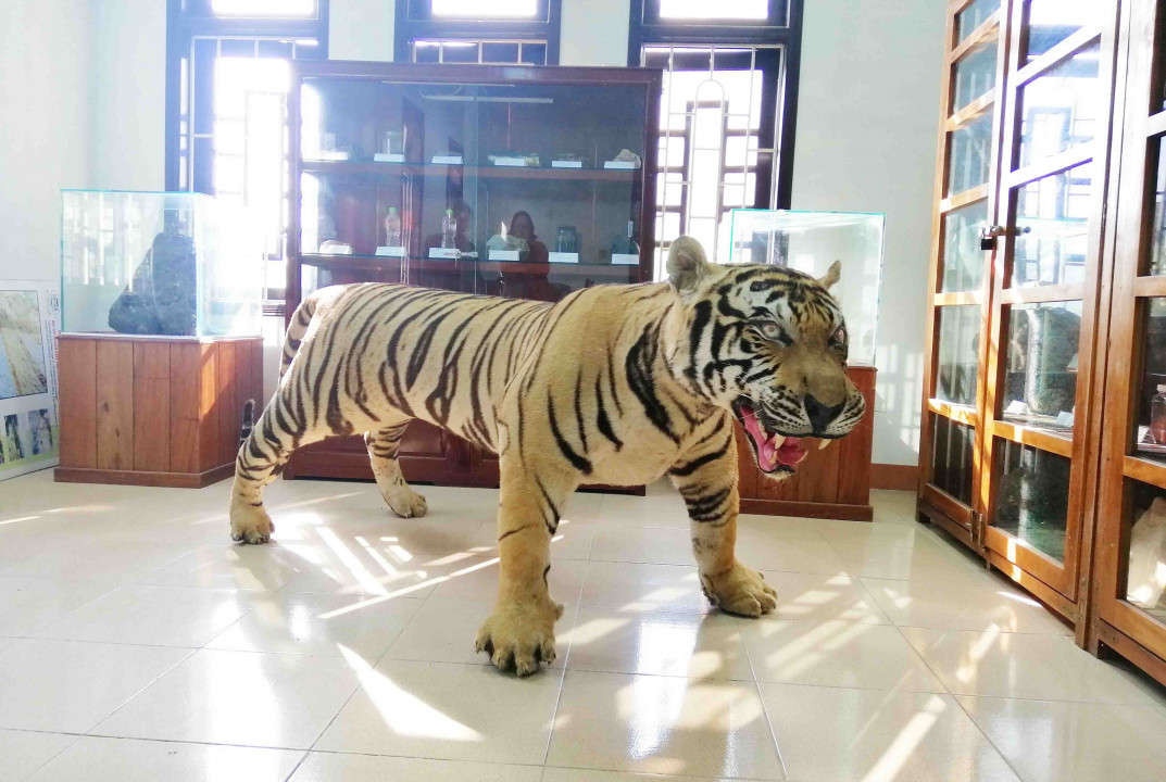 Bộ da Hổ Bengal nhồi bông được Công an Thừa Thiên Huế bắt giữ trong một vụ vận chuyển trái phép và tiến hành bàn giao cho Bảo tàng...