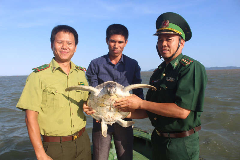 Quảng Ninh: Thả cá thể vích quý hiếm về với biển