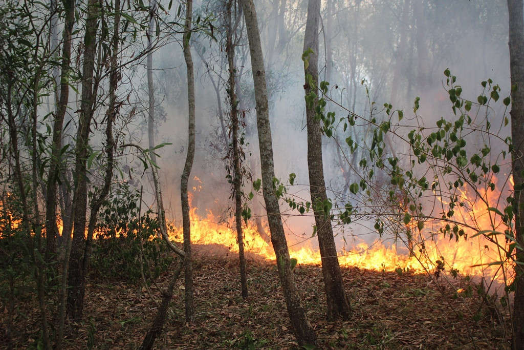 Hiện trường nơi xảy ra vụ cháy rừng keo tại Quảng Nam trên